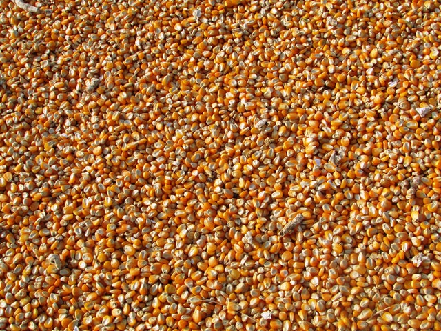 kukuřice, semena